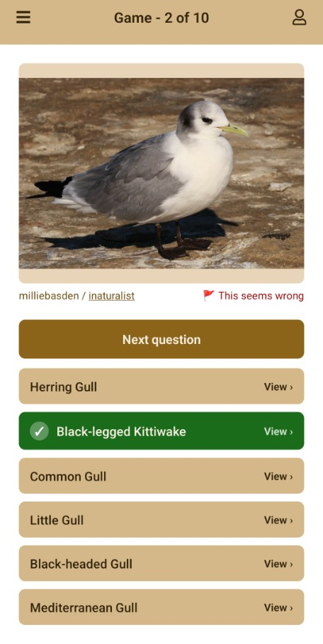 Motmot quiz: identify a bird from a photo, with Black-legged Kittiwake marked as the correct answer