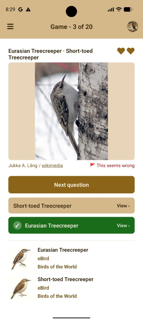 Pair practice quiz: Eurasian Treecreeper versus Short-toed Treecreeper, with the correct species marked